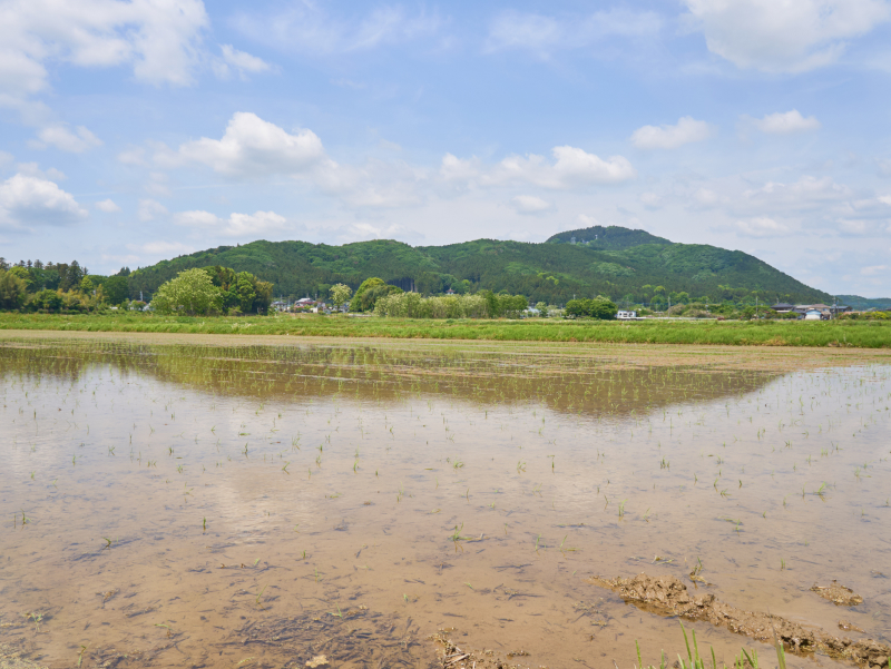 田んぼ写真