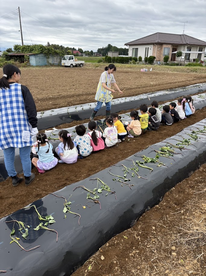 さつまいも掘り写真